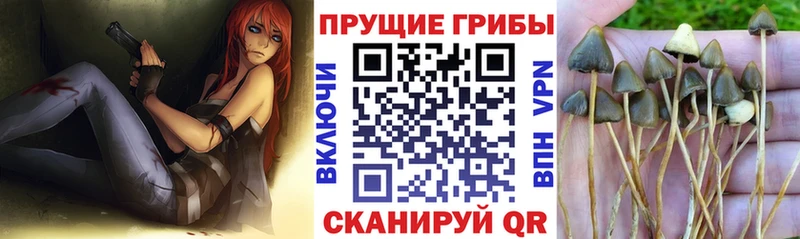 Псилоцибиновые грибы GOLDEN TEACHER  магазин продажи наркотиков  blacksprut ONION  Королёв 